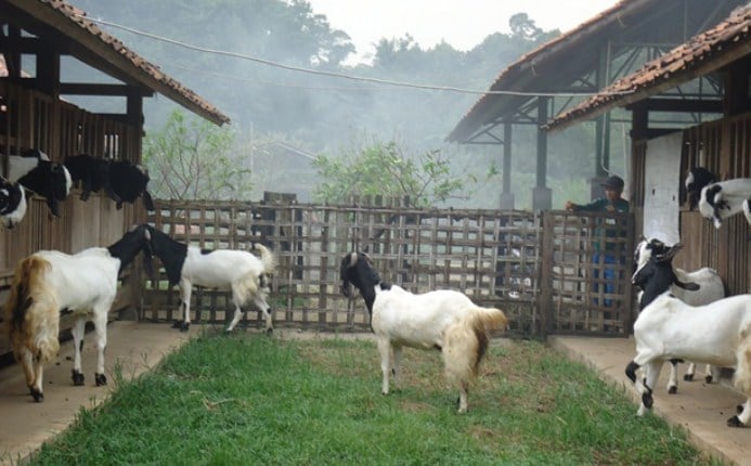 Ternak Kambing Etawa