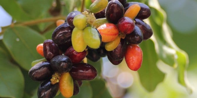 Cara Budidaya Buah Duwet  atau Buah  Jamblang  Buah  Kaya 