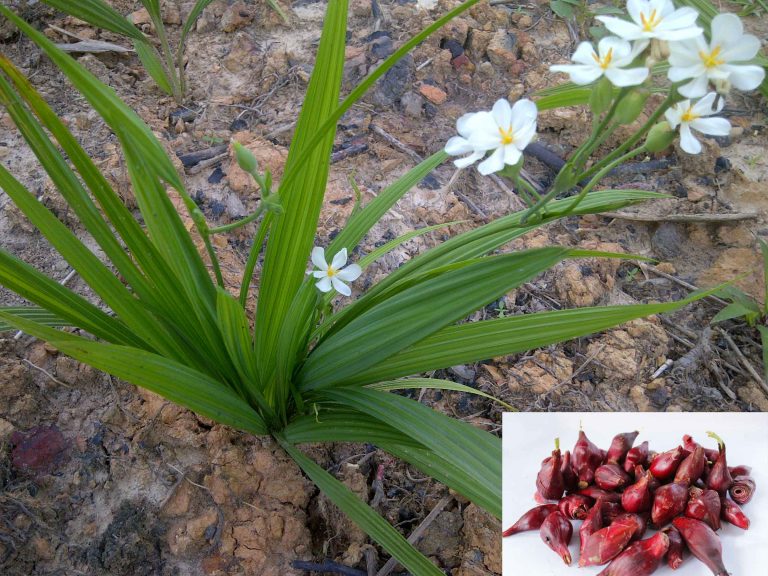 Tanaman Bawang Dayak