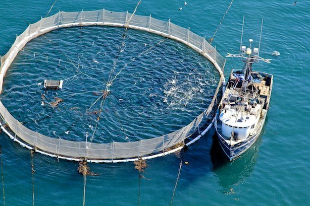 Panduan Cara Mudah Budidaya Ikan Tuna "Ikan Yang Bernilai Ekonomi Tinggi"