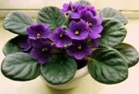 Bunga African Violet