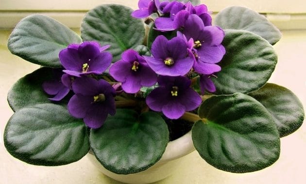 Bunga African Violet