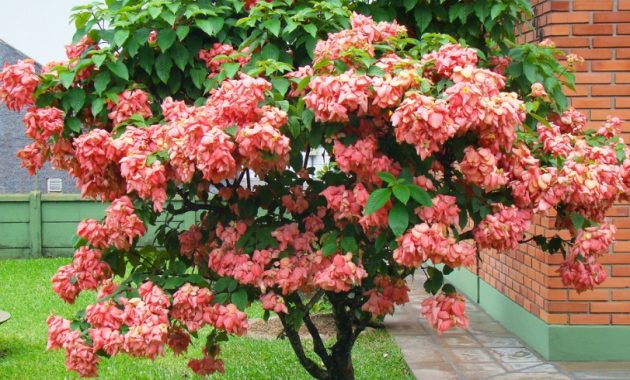 Bunga Nusa Indah