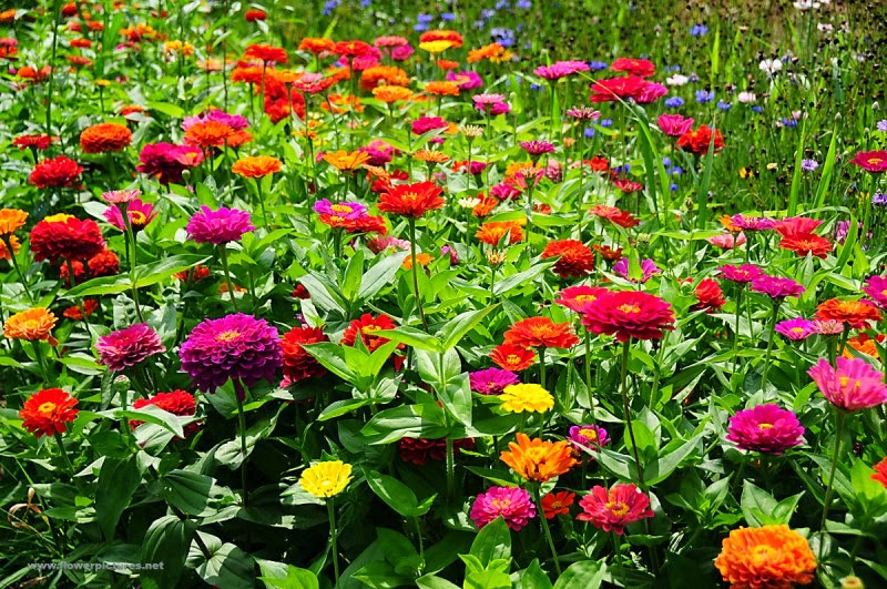 Cara Menanam dan Merawat Bunga  Zinnia  Dari Biji Dengan 