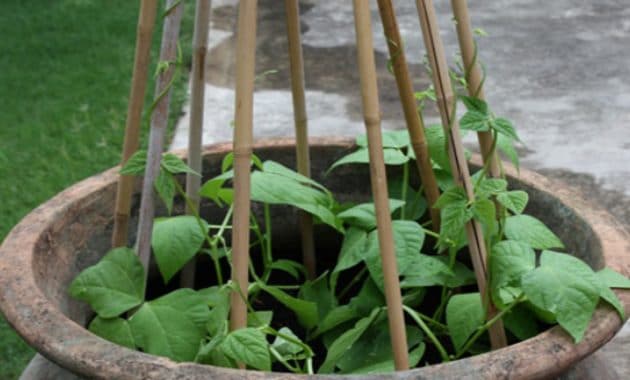 Cara Menanam Buncis Di Pot atau Polybag