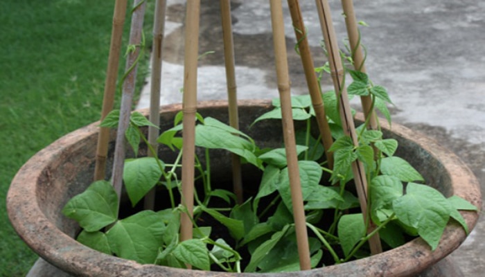 Cara Menanam Buncis Di Pot atau Polybag