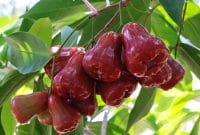 Jambu Air Madu