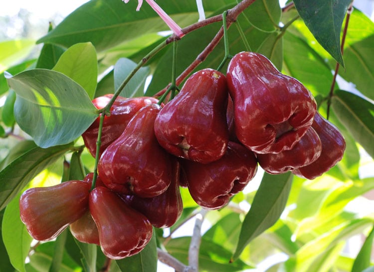 Jambu Air Madu