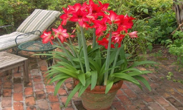 Menanam Bunga Amaryllis