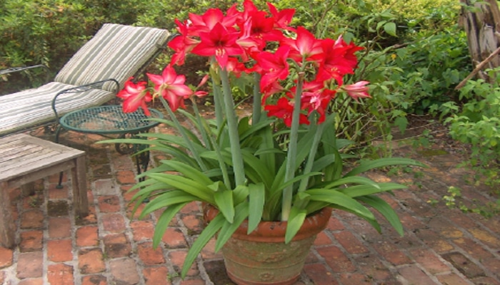 Menanam Bunga Amaryllis