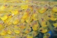6700 Koleksi Gambar Ikan Cupang Betina Siap Kawin Gratis Terbaru