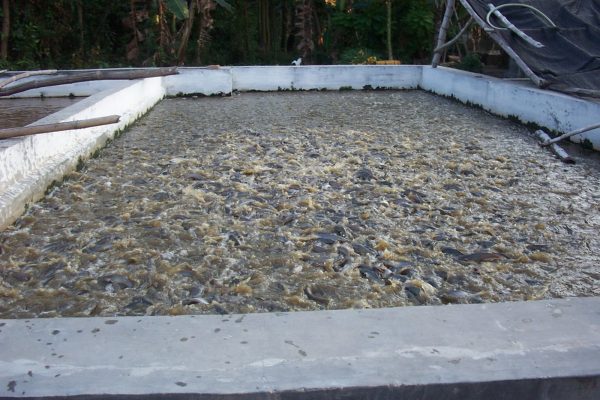 Cara Budidaya Ikan Patin Di Kolam Tembok Agar Lebih Cepat
