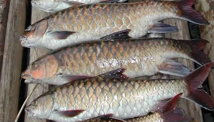 Budidaya Ikan Tombro