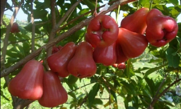 Cara Budidaya Dan Merawat Jambu Air