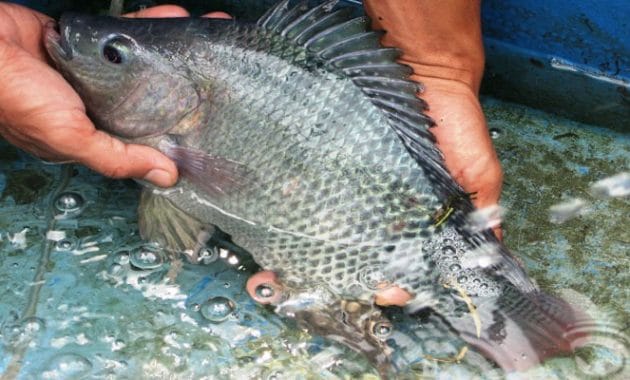 Cara Budidaya Ikan Gurame Di Kolam Terpal