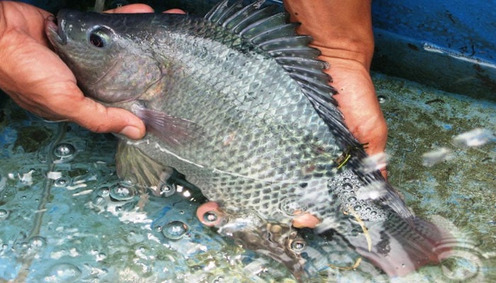 Cara Budidaya Ikan Gurame Di Kolam Terpal