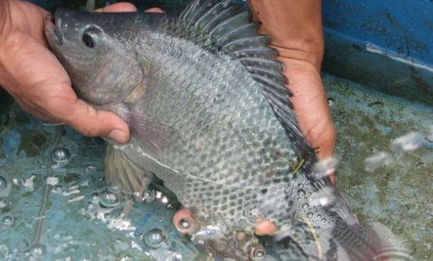 Cara Budidaya Ikan Gurame di Kolam Tembok Beton