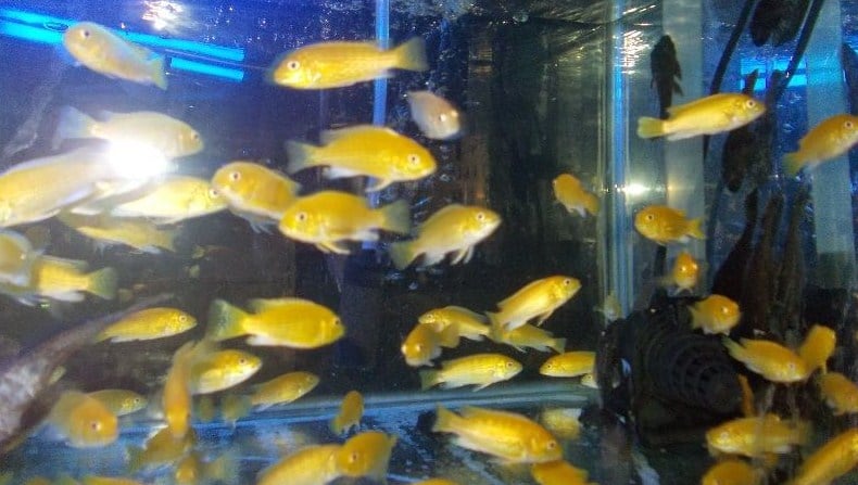 Panduan Lengkap Cara Budidaya Ikan Lemon Fish Dengan Mudah Bagi