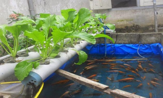 Cara Budidaya Ikan Mas Di Kolam Terpal