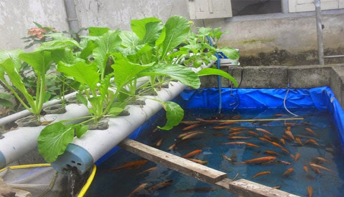 Cara Budidaya Ikan Mas Di Kolam Terpal