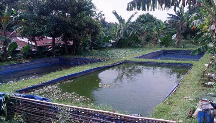 Cara Budidaya Ikan Nila Di Kolam Terpal