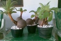 Membuat Bonsai Kelapa