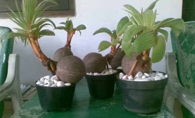 Membuat Bonsai Kelapa