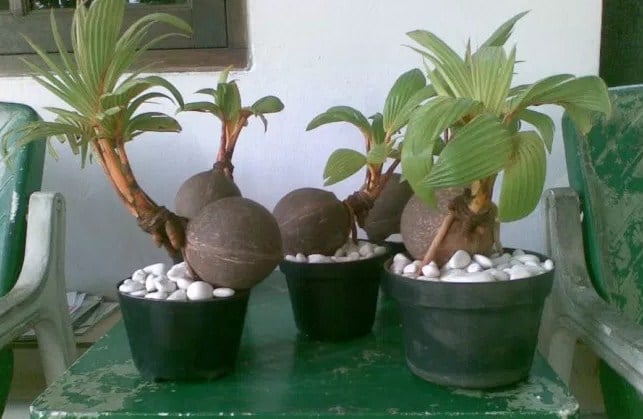 Cara Mudah Membuat Bonsai  Kelapa  Bagi Pemula 