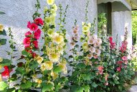 Bunga Hollyhock