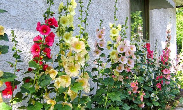 Bunga Hollyhock