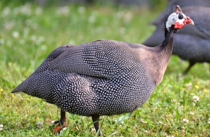 Cara Membedakan Ayam  Kalkun Jantan Dan Betina Umur 1 Bulan 