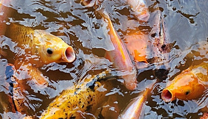 Cara Sukses Budidaya Ikan Mas Di Kolam Beton/Semen Bagi Pemula Supaya Cepat  Besar