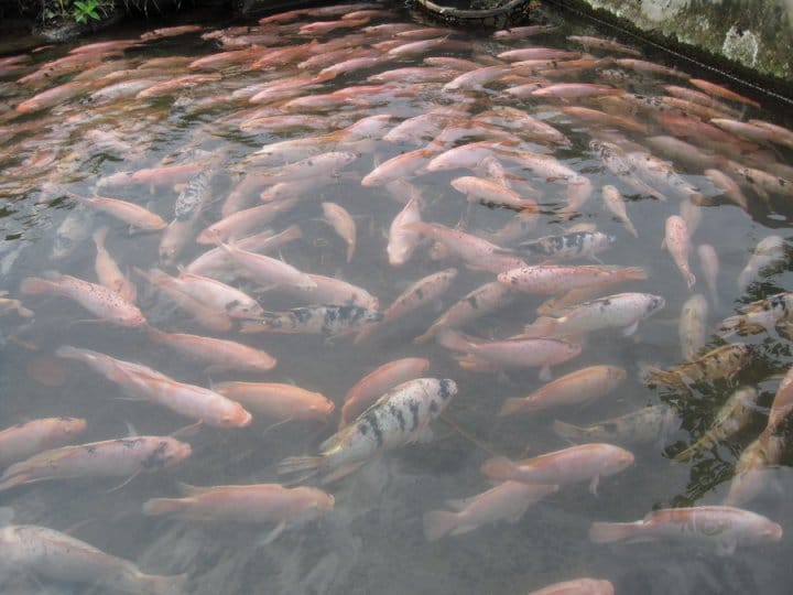 Panduan Cara Sukses Budidaya Ikan Nila Sistem Polikultur, Lebih Praktis