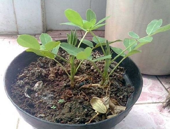 Cara Sukses Menanam Kacang Tanah Di Pot Polybag Dengan Mudah Bagi Pemula Mudah Dan Berhasil