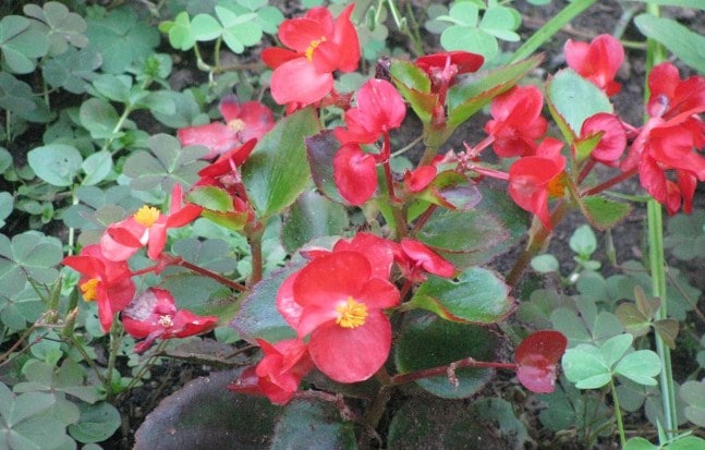 Cara Menanam dan Merawat Tanaman  Hias  Begonia  Sangat 