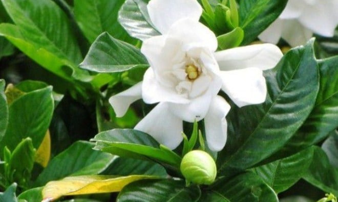 80+ Gambar Bunga Gardenia Terbaru 80+ Gambar Bunga Gardenia Terbaru