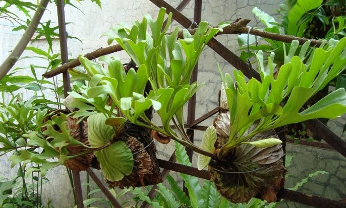 Image result for tanaman Tanduk Rusaï»¿
