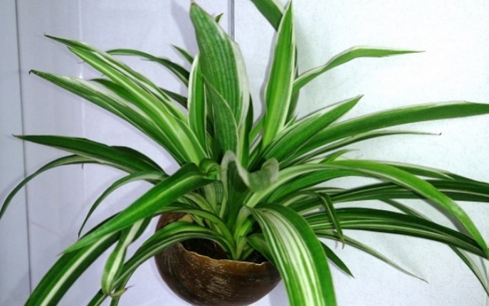 Philodendro Cara Di Cabay Plant Cara Mudah Menanam Dan Merawat Tanaman Hias Spider Plant 