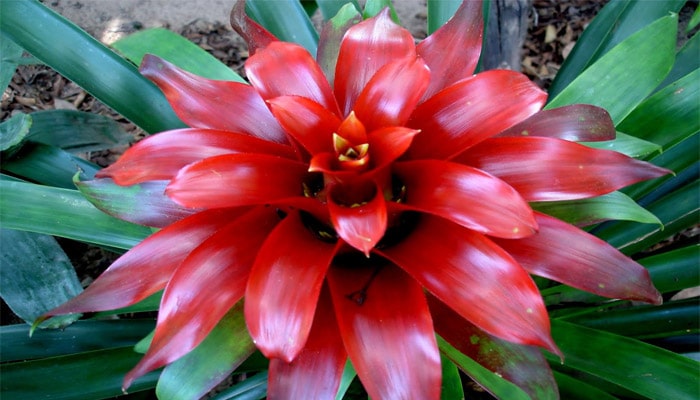 JUAL TANAMAN  HIAS BROMELIA SINOX NURSERY