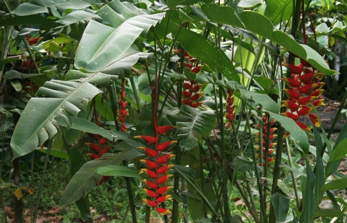 Cara Menanam Dan Merawat Bunga Pisang Pisangan Atau Heliconia Di Rumah Bagi Pemula Agar Subur Faunadanflora Com