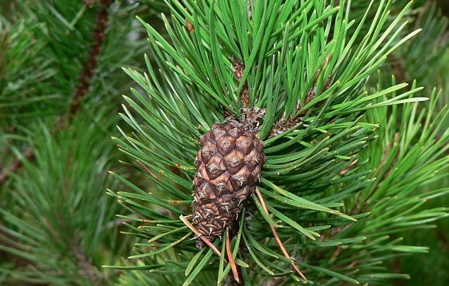 Gambar Pohon Pinus Dan Cemara Gambar Bagian Tumbuhan