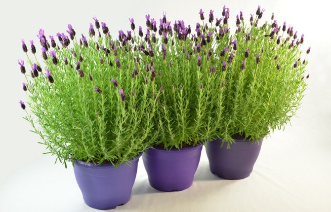Panduan Cara Menanam Bunga  Lavender  Dalam Pot Di  Rumah 