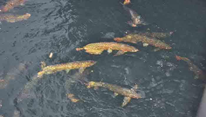 6 Panduan Lengkap Cara Budidaya Ikan Arwana di Kolam Agar Cepat Besar