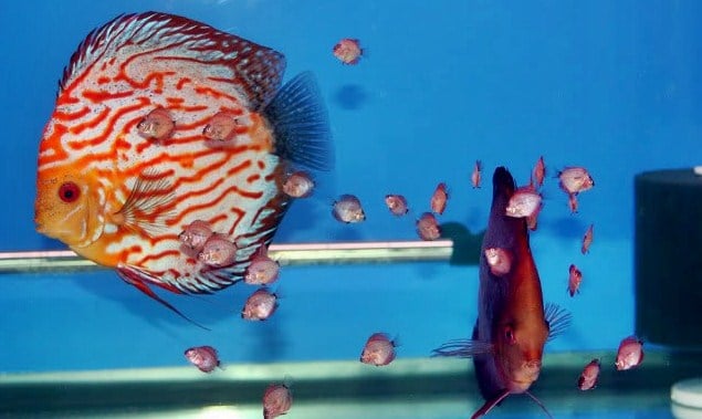 Panduan Lengkap Cara Budidaya Ikan Discus Bagi Pemula