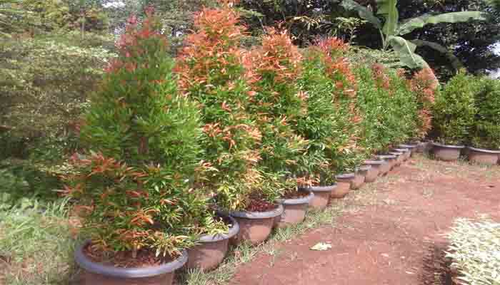 Cara Menanam Tanaman Hias Pucuk Merah Dalam Pot Di Rumah 