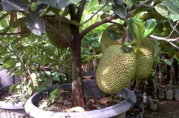 Cara Menanam Tabulampot Nangka Mini Dalam Pot  Agar Cepat 