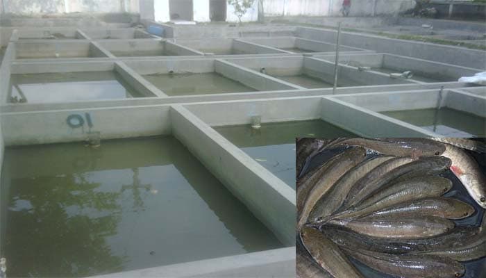 Panduan Lengkap Cara Budidaya Ikan Gabus Di Kolam Beton 