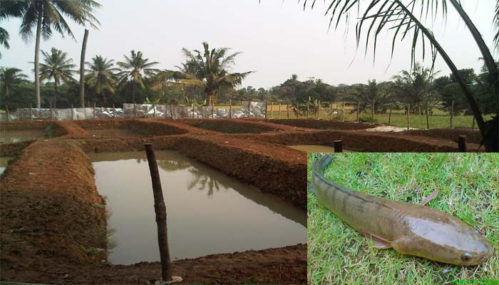 Panduan Lengkap Cara Budidaya Ikan Gabus Di Kolam Tanah 