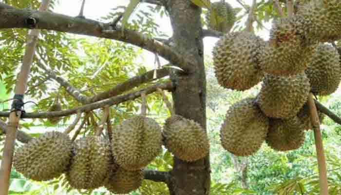 Download 88 Gambar Durian Bawor Berbuah Keren Gratis