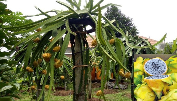 Buah Naga Kuning